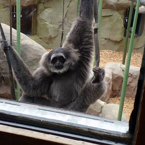 Moloch gibbon 29.6.24