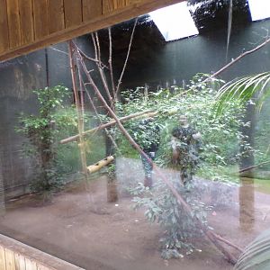 Lemur walkthrough indoors (sorry for glare) 29.6.24