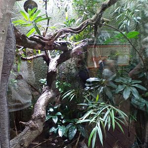Blue tree monitor terrarium 29.6.24