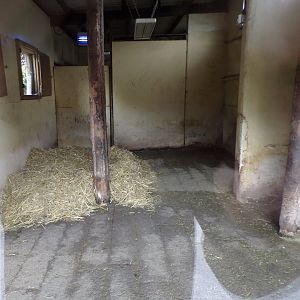 Brazilian tapir indoors 29.6.24