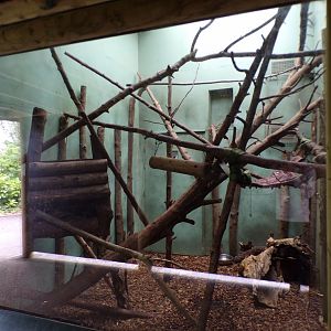 Tamandua indoors 29.6.24