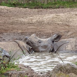 Indian rhinos in the mud 29.6.24