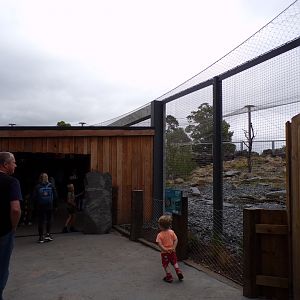 View alongside snow leopard enclosure 29.6.24