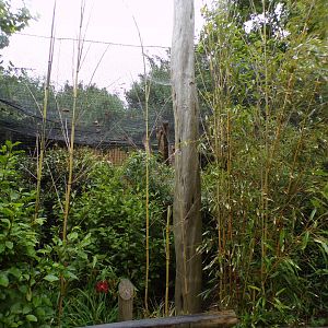 Prevost’s squirrel enclosure 29.6.24