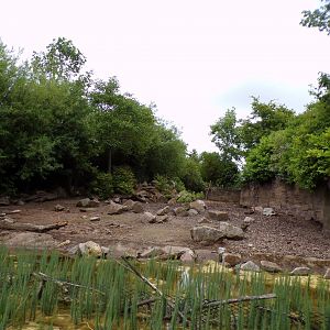 Visayan warty pig enclosure from the riverboat 29.6.24
