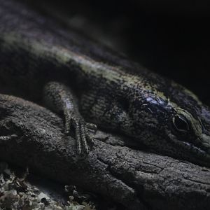 Otago Skink (Oligosoma otagense)