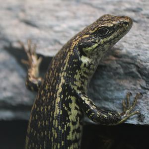 Grand Skink (Oligosoma grande)