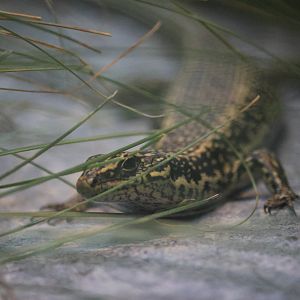 Grand Skink (Oligosoma grande)