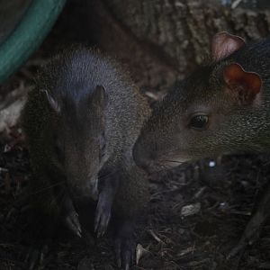 Brazilian Agouti (Dasyprocta leporina) adult and baby