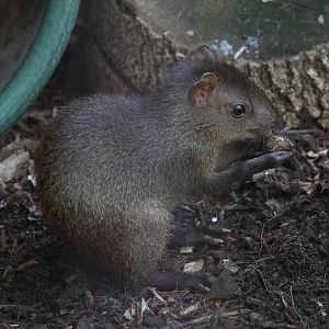 Brazilian Agouti (Dasyprocta leporina) baby