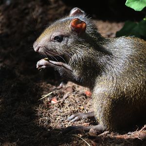 Brazilian Agouti (Dasyprocta leporina) baby