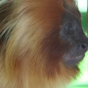 Golden Lion Tamarin (Leontopithecus rosalia)