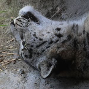 Snow Leopard (Panthera uncia) female