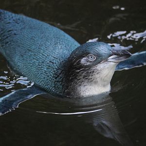 Little Blue Penguin (Eudyptula minor)