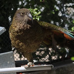 Kea (Nestor notabilis) at feeder