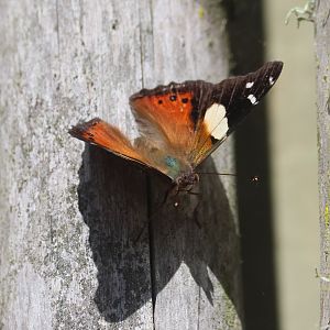 Yellow Admiral (Vanessa itea), Wellington Zoo grounds