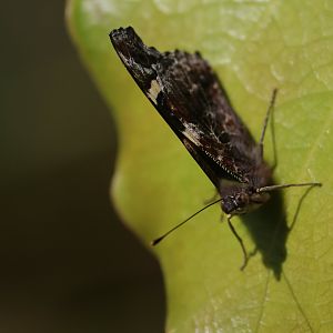 Yellow Admiral (Vanessa itea), Wellington Zoo grounds