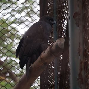 Raptor ID? Hanoi Zoo 12/09/2024