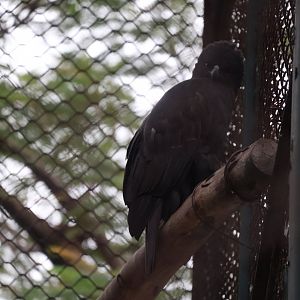 Raptor ID? Hanoi Zoo 12/09/2024