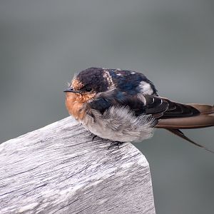 Welcome Swallow