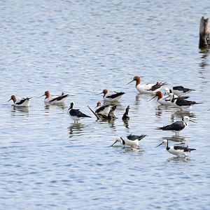 Red-necked Avocets and Pied Stilts