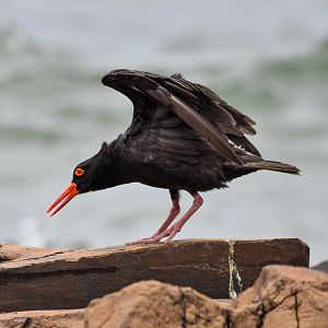 Sooty Oystercatcher