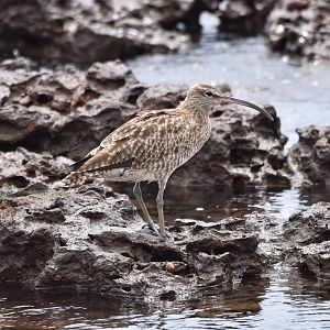 Whimbrel