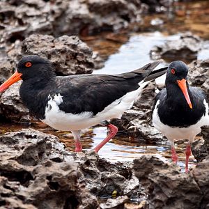 Pied Oystercatchers