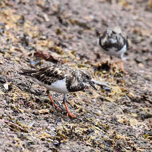 Ruddy Turnstones