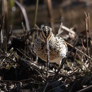 Common Snipe ~ Maioka Park