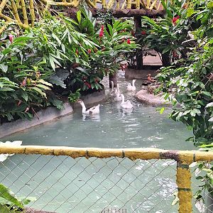 Zoológico Nacional de Nicaragua: Waterfowl enclosure