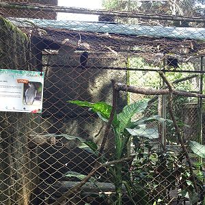 Zoológico Nacional de Nicaragua: Grey hawk aviary