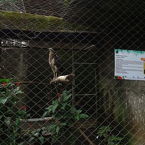 Zoológico Nacional de Nicaragua: Great black hawk aviary