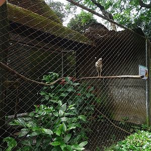 Zoológico Nacional de Nicaragua: Great black hawk aviary