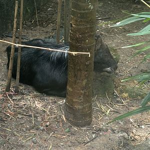 Chinese Serow (in Forest of Asia aviary)
