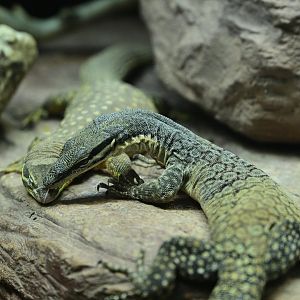 Zoo Center - Kimberley Rock Monitor (Varanus glauerti) and Ridge-tailed Monitor (Varanus acanthurus)