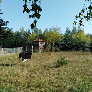 Canpol Zoo CzLuchow - Second area - Common ostrich (Struthio camelus)