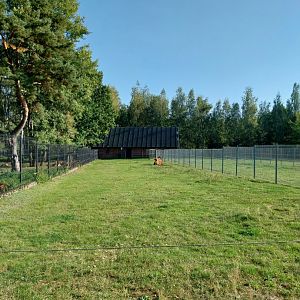 Canpol Zoo CzLuchow - Bactrian Camel (Camelus ferus f bactrianus)