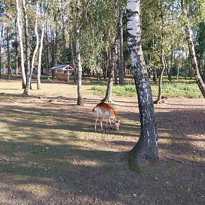 Canpol Zoo CzLuchow - Kafue Lechwe (Kobus leche kafuensis)