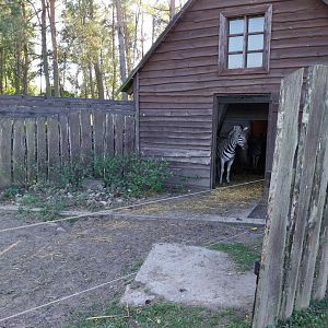 Canpol Zoo CzLuchow - Chapman's zebra (Equus quagga chapmani)