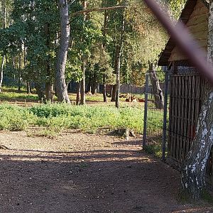 Canpol Zoo CzLuchow - Kafue Lechwe (Kobus leche kafuensis)
