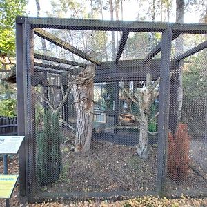Canpol Zoo CzLuchow - Cotton-top Tamarin (Saguinus oedipus)