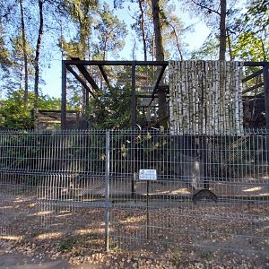 Canpol Zoo CzLuchow - Grivet Monkey (Chlorocebus aethiops)