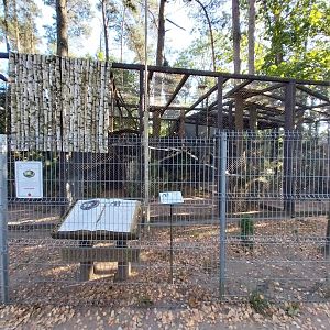 Canpol Zoo CzLuchow - Black-capped Capuchin (Sapajus apella)