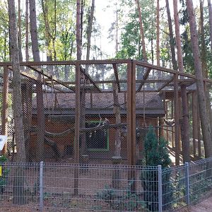 Canpol Zoo CzLuchow - Ring-tailed Lemur (Lemur catta)