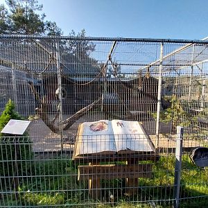 Canpol Zoo CzLuchow - Japanese Macaque (Macaca fuscata)
