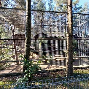 Canpol Zoo CzLuchow - Barbary Macaque (Macaca sylvana)