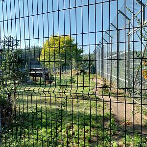 Canpol Zoo CzLuchow - Lion (Panthera leo) enclosure