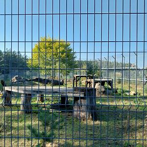 Canpol Zoo CzLuchow - Lion (Panthera leo) enclosure