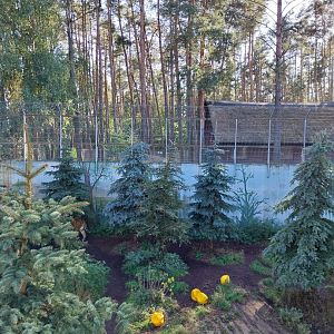 Canpol Zoo CzLuchow - Siberian Tiger (Panthera tigris altaica) pit